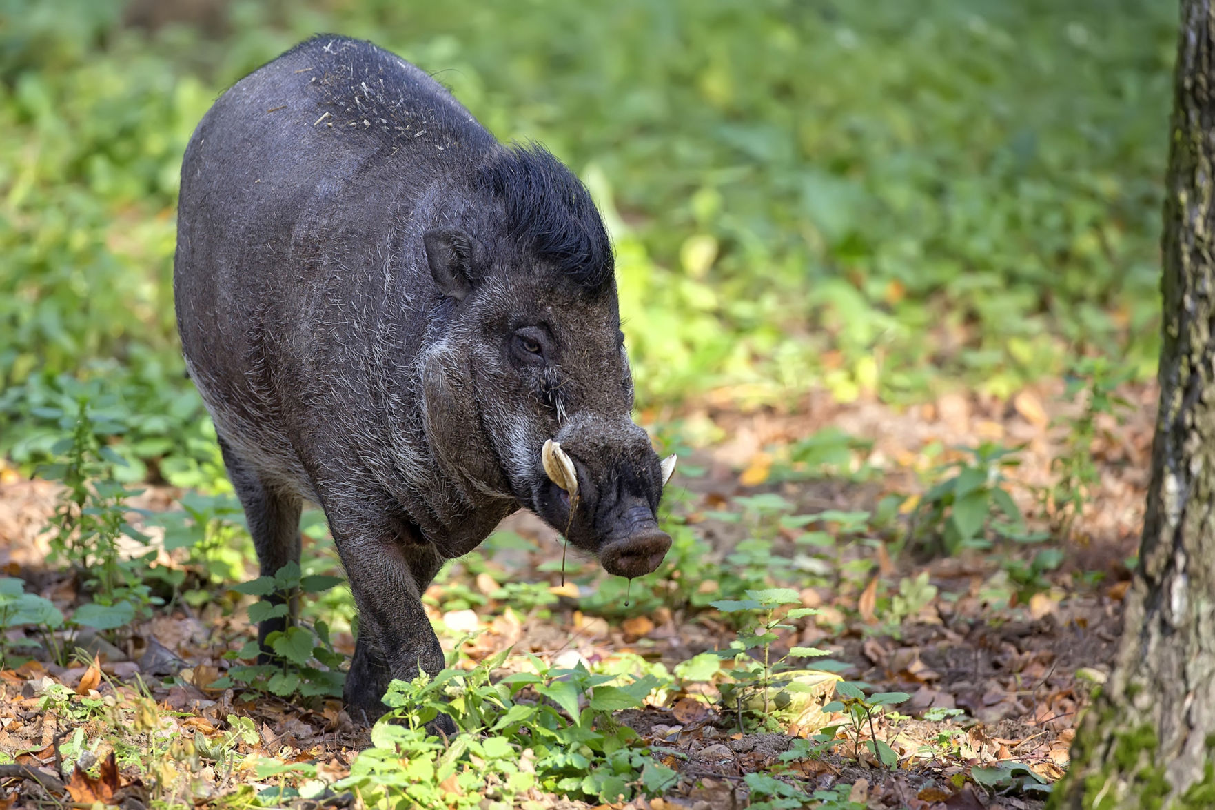 Visayan warty pig